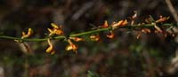 04acmispon_glaber09993w