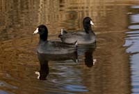 07fulica_americana0694w