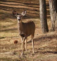 07odocoileus_hemionus0334w