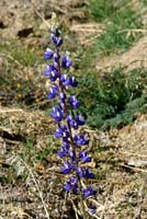 09lupinus_sp0690aw