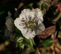 13phacelia_ramosissima0719w